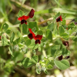 Asparagus Pea seeds - Tetragonolobus purpureus - 23 seeds