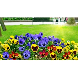 Large flowered  garden pansy - variety mix - 600 seeds