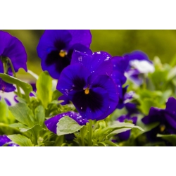 Large-flowered garden pansy - blue with a black spot - 400 seeds
