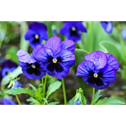Large-flowered garden pansy - blue with a black spot - 400 seeds