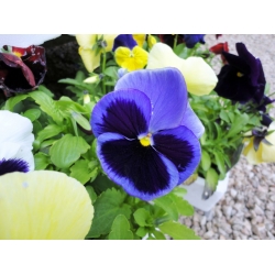 Large-flowered garden pansy - blue with a black spot - 400 seeds