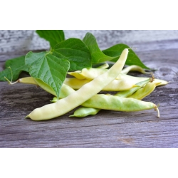 Квасоля "Supernano Giallo" - звичайний сорт квасолі - 25 насінь - Phaseolus vulgaris L. - насіння