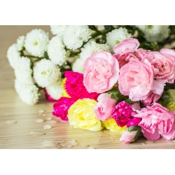 カーネーション【バラエティ選択】クローブピンク -  275種子 - Dianthus caryophyllus - シーズ