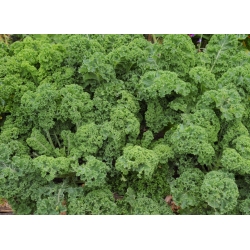 Kale "Halbhoher Grüner Krauser" - 300 seeds