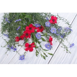 Semillas de lino brillante Scarlet Flax - Linum grandiflorum - 300 semillas