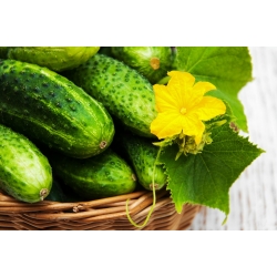 ककड़ी "बोलको" - अचार के लिए - 175 बीज - 