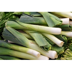 Leek "Carentan 3" - late, winter variety - 160 seeds