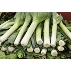 Leek "Carentan 3" - late, winter variety - 160 seeds