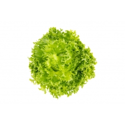 Iceberg Lettuce - Regina Dei Ghiacci - Perfect Crisp Leaves for Salads - Fresh Seeds