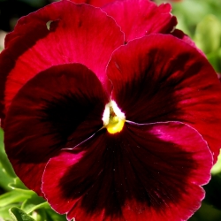 Large flowered  garden pansy - red with black dot - 400 seeds