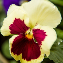 Pansy Imperial Antique Shades, Liebesduett seeds - Viola x wittrockiana - 320 seeds
