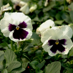 Pansy Silverbride seeds - Viola x wittrockiana - 400 seeds