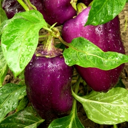 Насіння солодкого перцю Ода - Capsicum annuum - 80 насінин - Capsicum L. - насіння