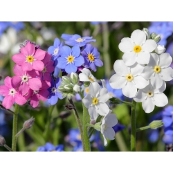 Vergissmeinnicht - mischung - samen - Myosotis alpestris - 1100 Samen