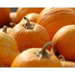 Calabaza - Otylia - 28 semillas - Cucurbita maxima