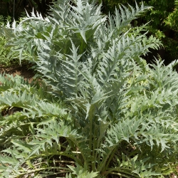 Semillas de cardo - Cynara cardunculus - 25 semillas - Cynara cardunuculus Bianco avorio