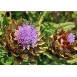 Semillas de cardo - Cynara cardunculus - 25 semillas - Cynara cardunuculus Bianco avorio