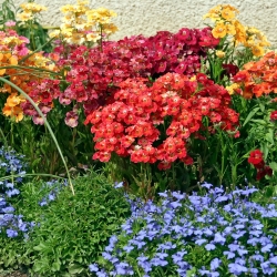 Nemesia'Carnival Mix'种子 -  Nemesia strumosa  -  1350粒种子 - Nemezis strumosa - 種子