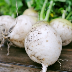 Turnip Snowball seeds - Brassica rapa - 2500 seeds
