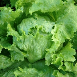 חסה קפואה חדה "Goplana" - תקופת אחסון מורחבת - 450 זרעים - Lactuca sativa L. 