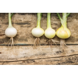 Cebolla - Hiberna - 500 semillas - Allium cepa L.