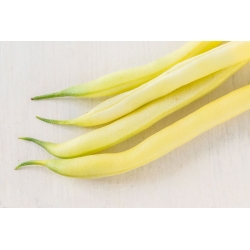 Жовто-зелена квасоля "Ерла" - Phaseolus vulgaris L. - насіння
