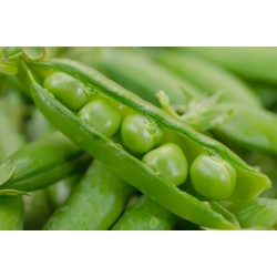 Pea "Wonder of Kelvedon" - with wrinkled seeds