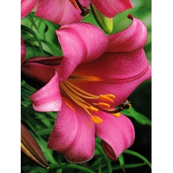 Giglio Pink Perfection - Lilium Pink Perfection