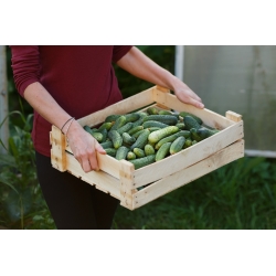 ककड़ी "मार्कस" - कड़वाहट के संकेत के बिना - 105 बीज - 