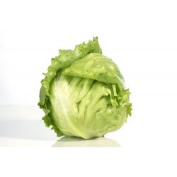 חסה קפואה חדה "Goplana" - תקופת אחסון מורחבת - 450 זרעים - Lactuca sativa L. 