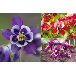 Columbine "Biedermeier", gorro de abuelita - 210 semillas - Aquilegia x hybrida