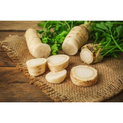 Першин "Алба" - 3000 семенки - Petroselinum crispum 