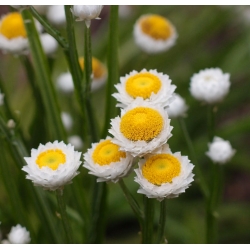 Ammobium alatum - Wiekuistka