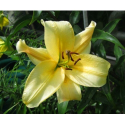 Tree Lily Lilium Orania