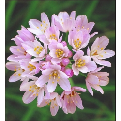  Allium Roseum - pacchetto di 20 pezzi