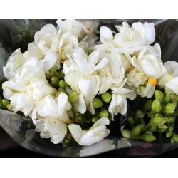 Freesia - Double White - pacchetto di 10 pezzi