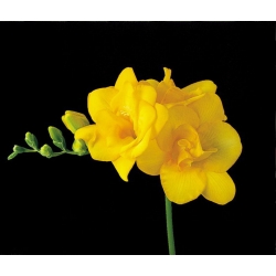 Freesia - Double Yellow - pacchetto di 10 pezzi
