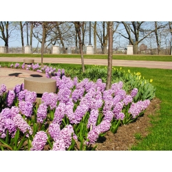Hyacinthus Splendid Cornelia - Hyacinth Splendid Cornelia - 3 bulbs