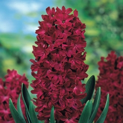Hyacinthus Woodstock - Hyacinth Woodstock - 3 bulbs