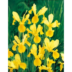 虹膜hollandica Golden Harvest  -  10个洋葱 - Iris × hollandica