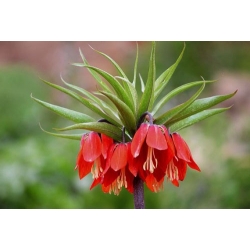 Fritillaria imperiale - rosso -  Fritillaria imperialis