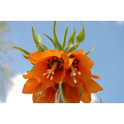 Fritillaria imperialis - arancione