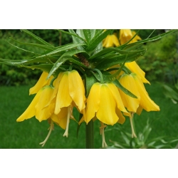 Fritillaria imperialis - giallo