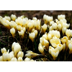 番红花奶油美容 -  10个洋葱 - Crocus Cream Beauty