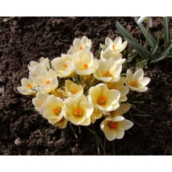 番红花奶油美容 -  10个洋葱 - Crocus Cream Beauty