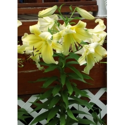 Lilium Big Brother - umbi / umbi / akar
