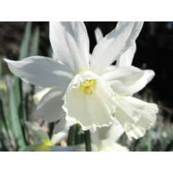 Narcissus Thalia - Daffodil Thalia - 5 لامپ