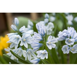 Puschkinia - 10 bulbs