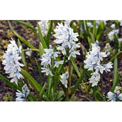 Puschkinia - 10 bulbs