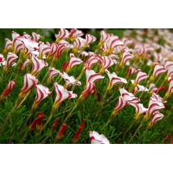 Ossalidi - Versicolor - pacchetto di 2 pezzi - Oxalis